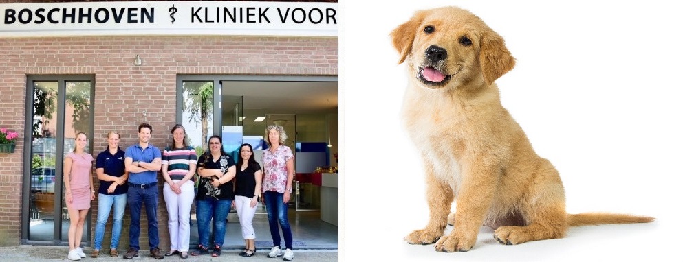 Castreren hond bij Boschhoven Kliniek voor Dieren