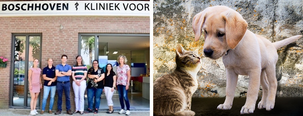 Hond castreren nabij Leende Boschhoven Kliniek voor dieren