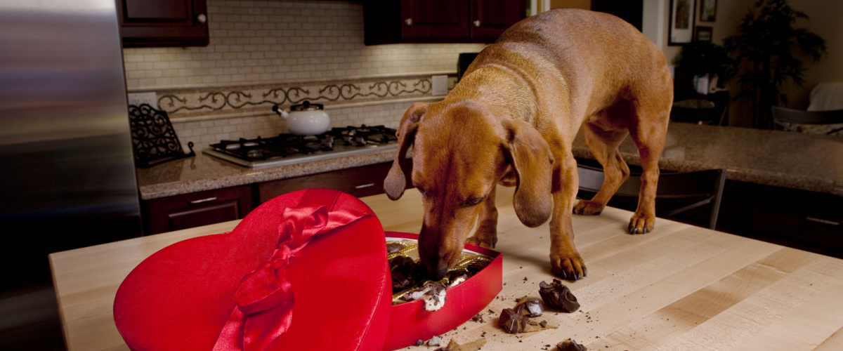 Chocolade giftig voor honden - Dierenars Boschhoven