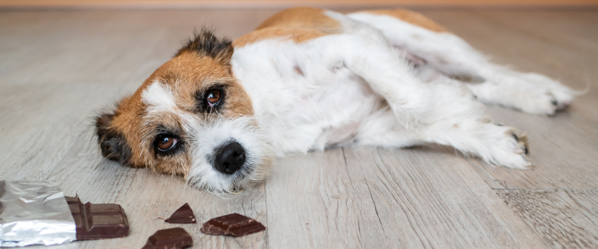 Chocolade giftig voor honden - Dierenarts Boschhoven