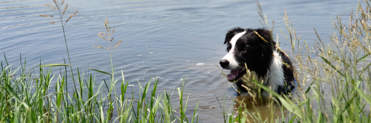 Hond veilig zwemmen - Dierenarts Boschhoven