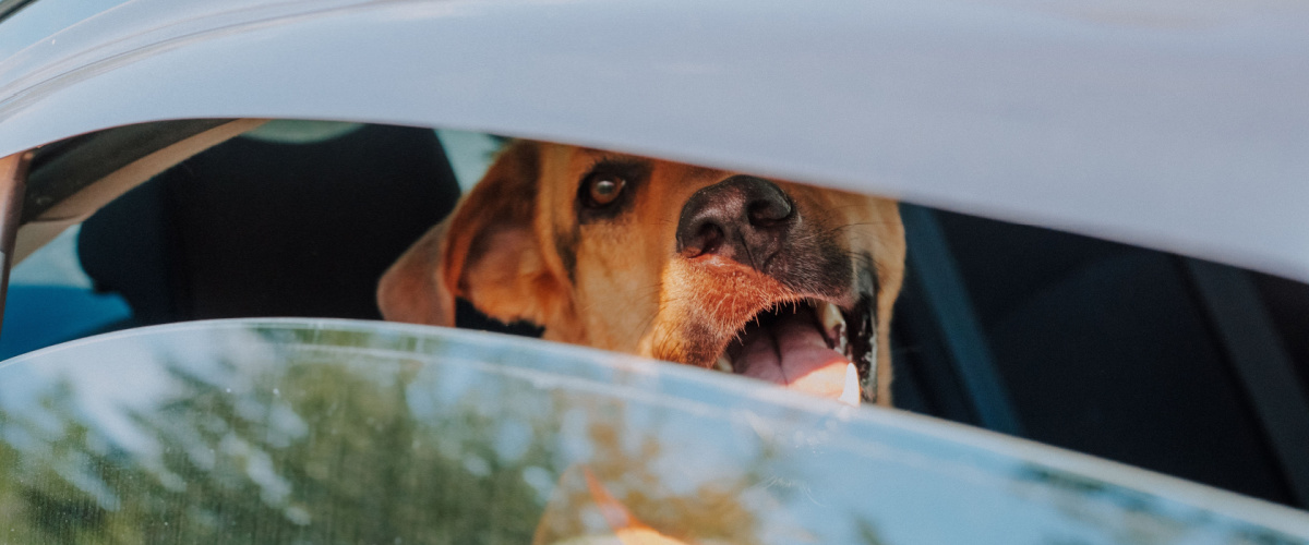 Laat nooit uw hond achter in een auto tijdens warmte - Dierenarts Boschhoven