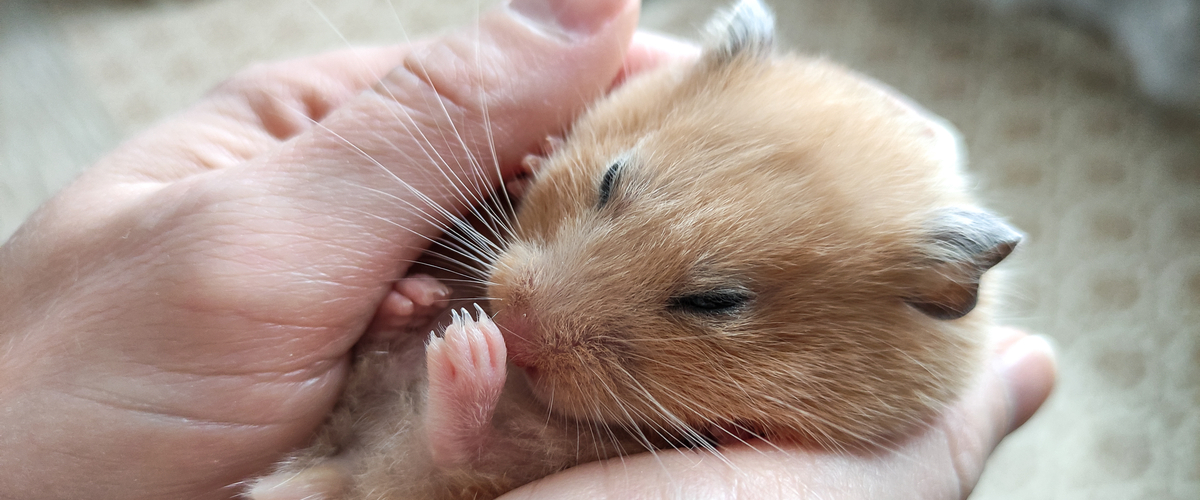 Hamster ontwaken uit winterslaap - Dierenarts Boschhoven