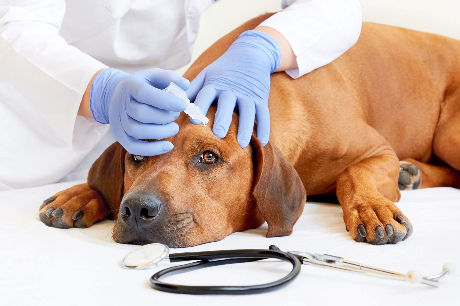 De beste zorg voor uw hond