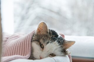 CKD: Chronische Nierziekte bij Katten