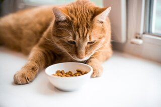 Diabetes bij Katten: Herkennen, Voorkomen en Genezen
