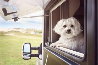 Going on vacation with your pet