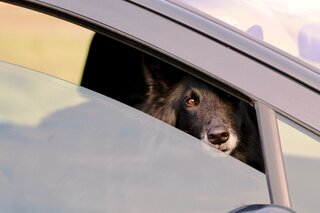 Laat uw hond nooit achter in de auto met warm weer!