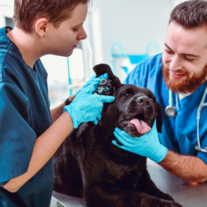 Oorontsteking bij honden, wat te doen?