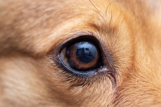 Ophthalmology in Dogs, What Are an Indolent Ulcer and Descemetocele?